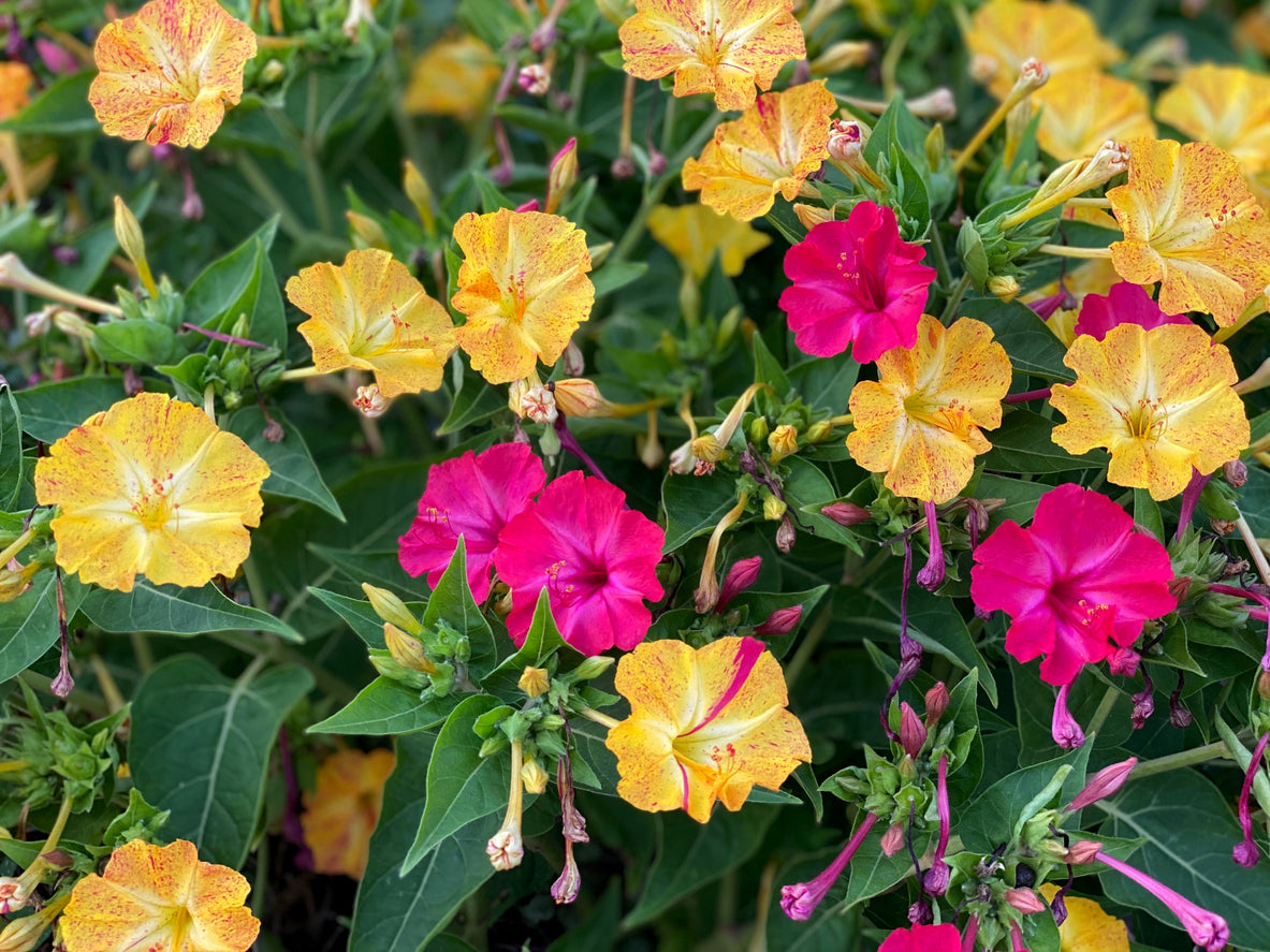 4 OCLOCKS / Mirabilis jalalpa 'Mix' / Four o'clocks seeds