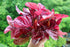 AMARANTH GREENS 'Red Beauty' seeds