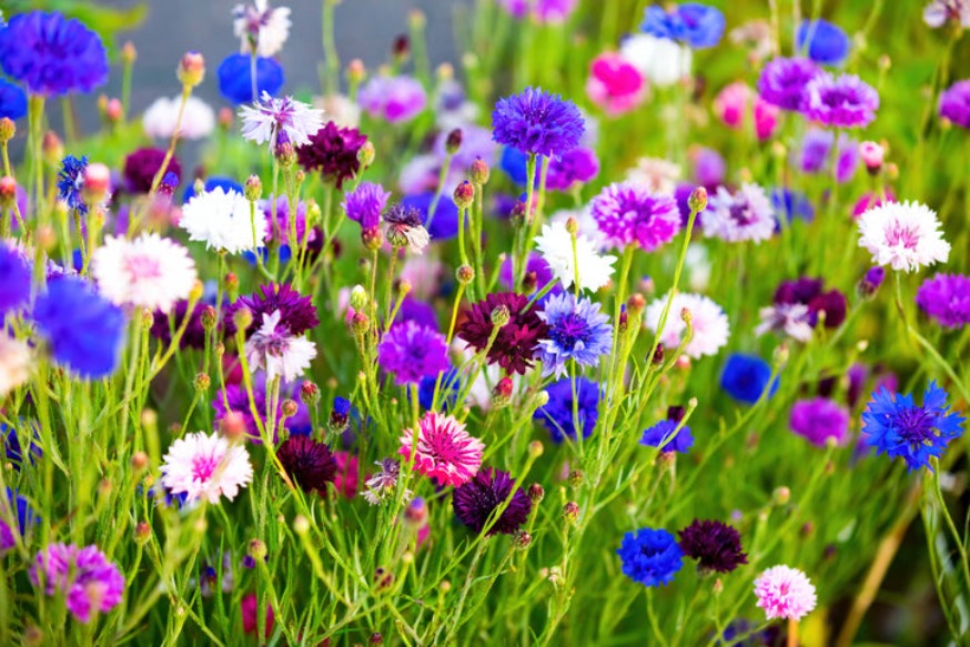 CORNFLOWER 'Polka Dot Mix' seeds