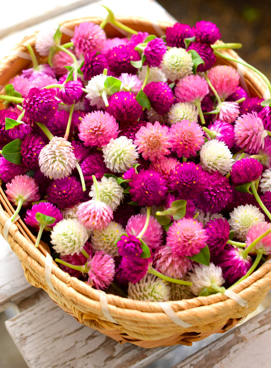 GLOBE AMARANTH / GOMPHRENA 'Tall  Mix' *Edible* seeds