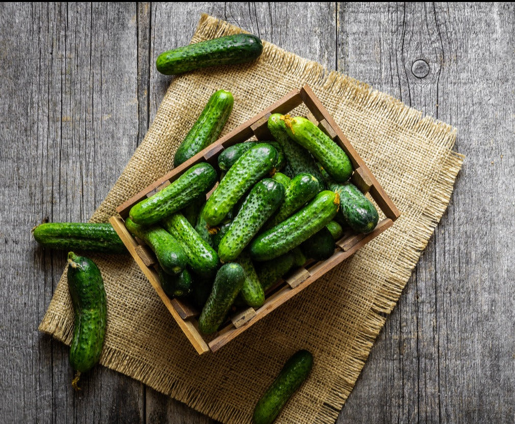 CUCUMBER 'Pickling Gherkin' seeds