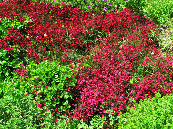 DIANTHUS 'Carmine Red' / Maiden Pink seeds