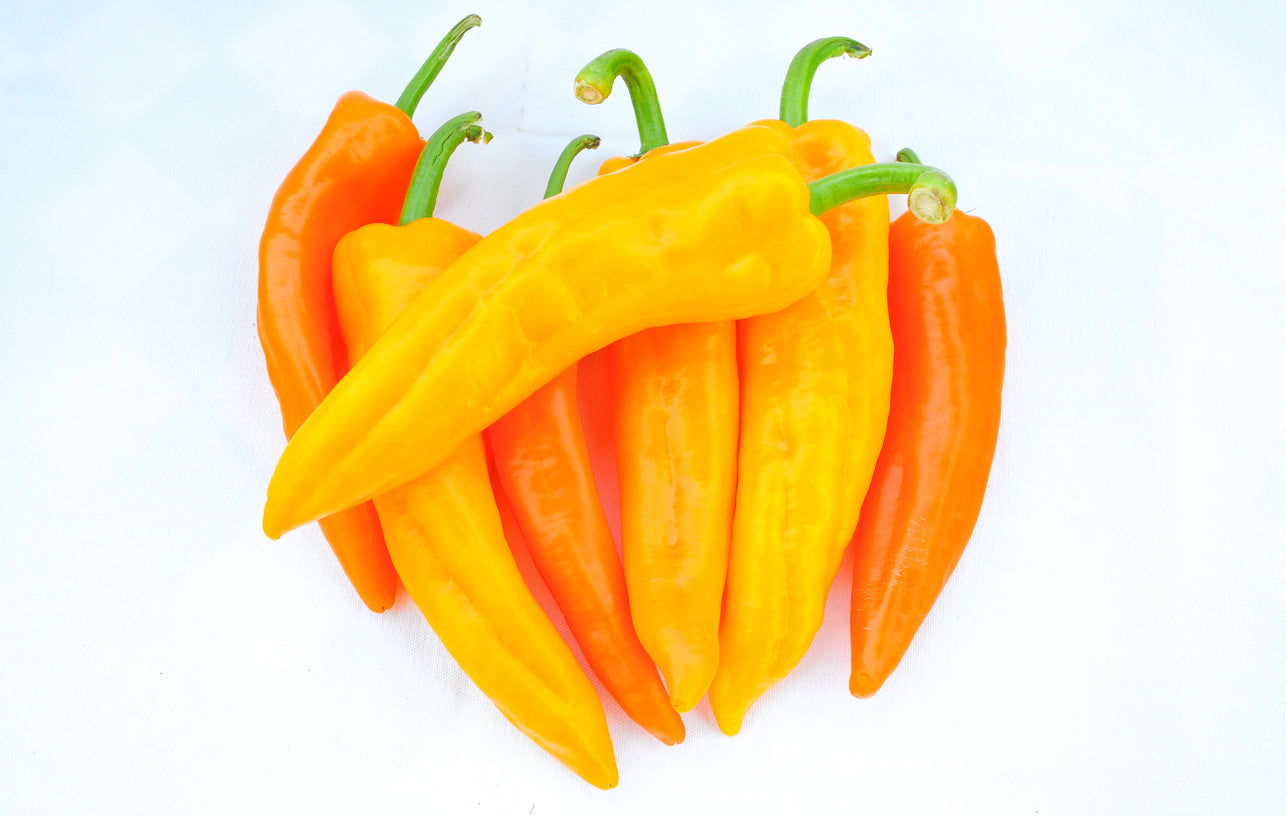 CAPSICUM 'Marconi Gold' seeds