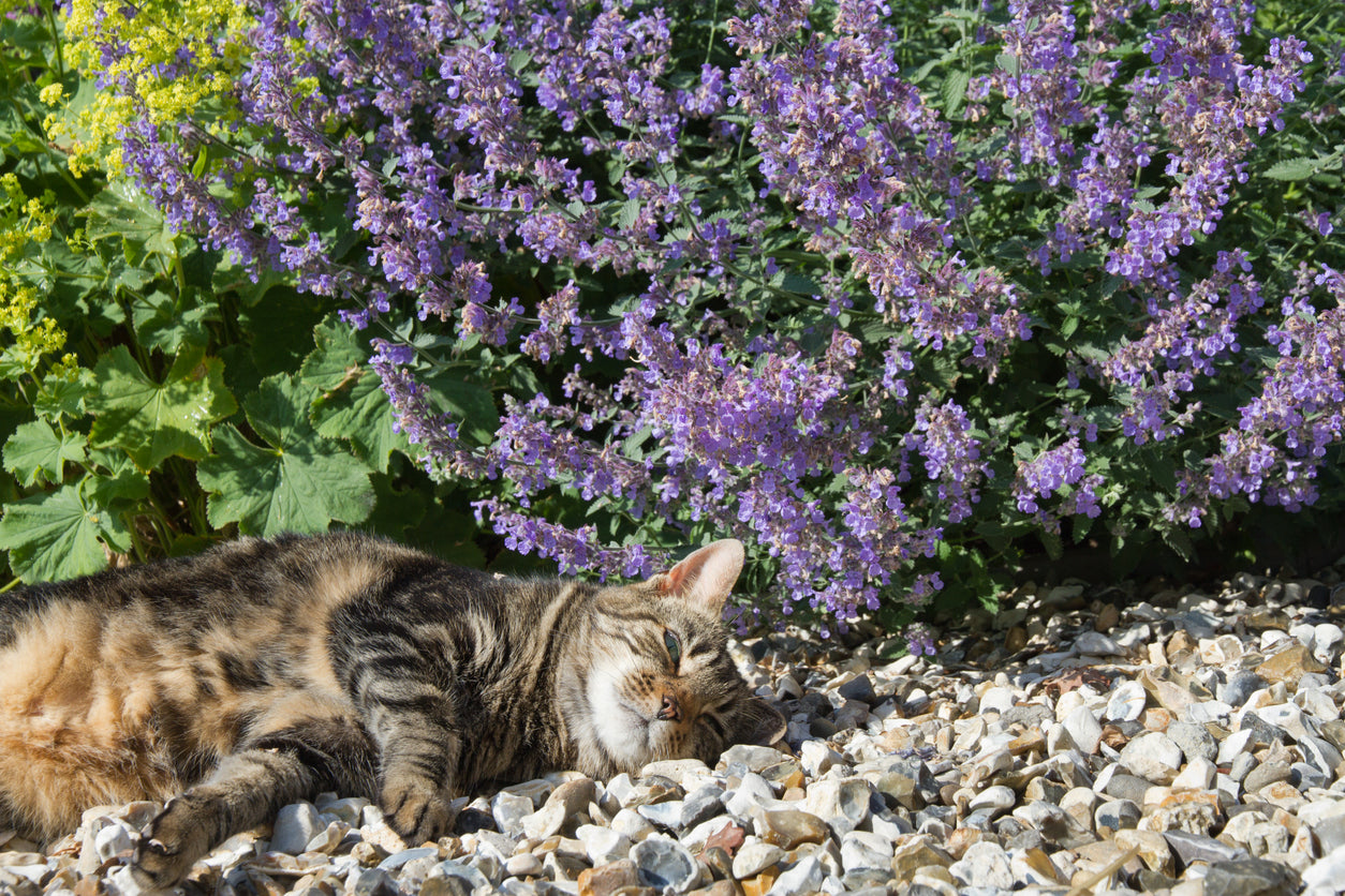 CATNIP seeds