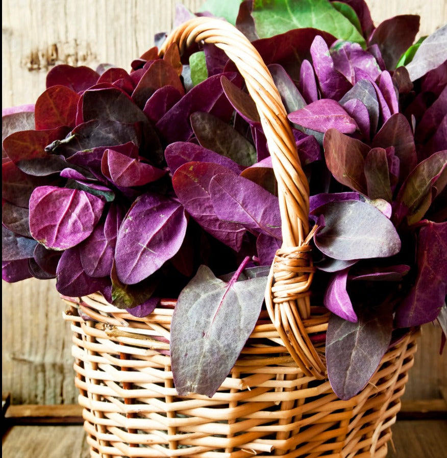 ATRIPLEX / ORACH / MOUNTAIN SPINACH 'Red Leaf' seeds