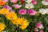 AFRICAN DAISY 'Harlequin Mix' / ARCTOTIS seeds