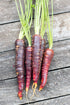 CARROT 'Cosmic Purple' seeds