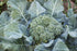 BROCCOLI 'Di Cicco' seeds