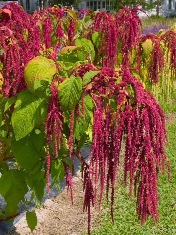 AMARANTH 'Love Lies Bleeding Red' / Foxtail amaranth / Tassel Flower seeds