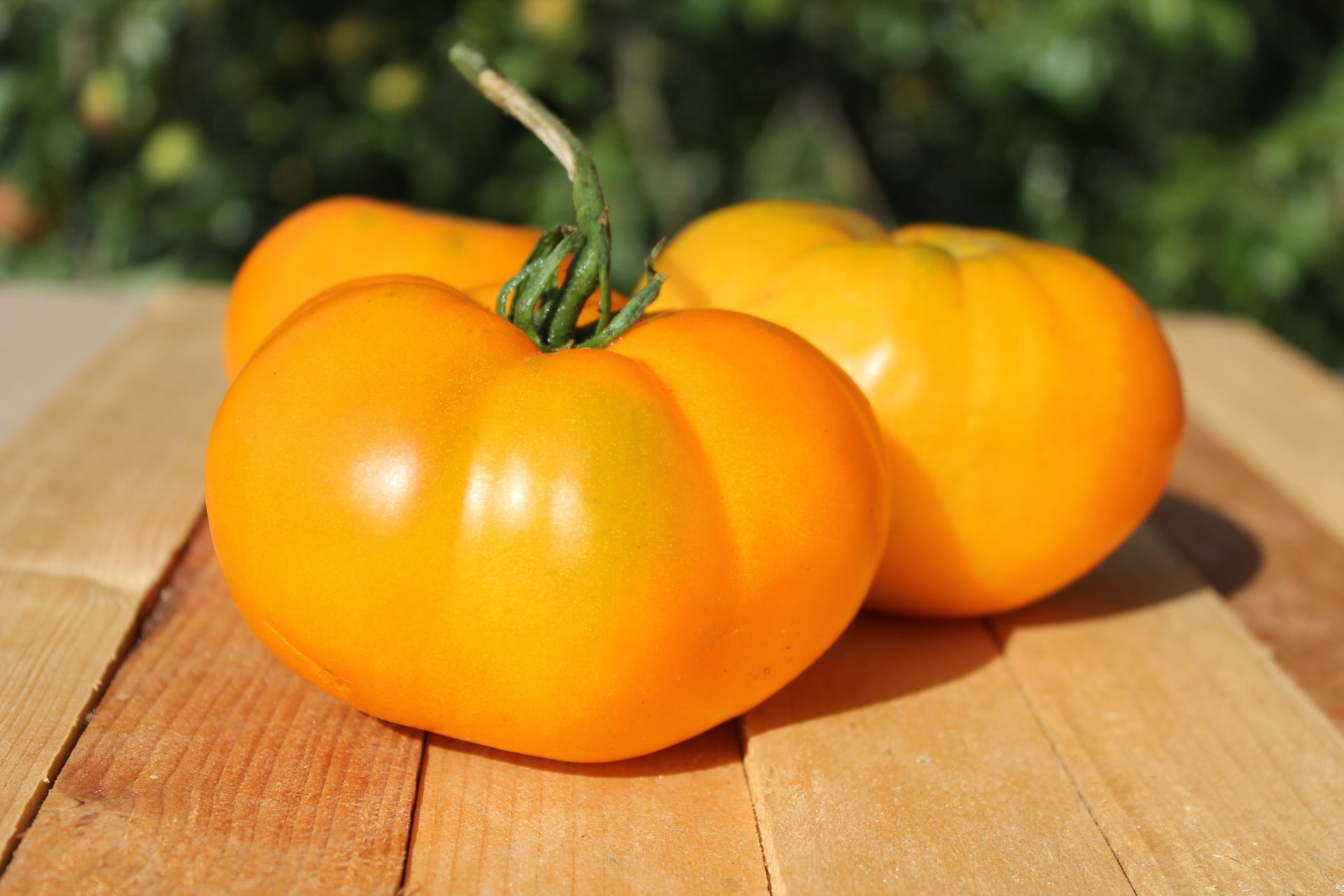 TOMATO 'Jubilee Yellow' seeds