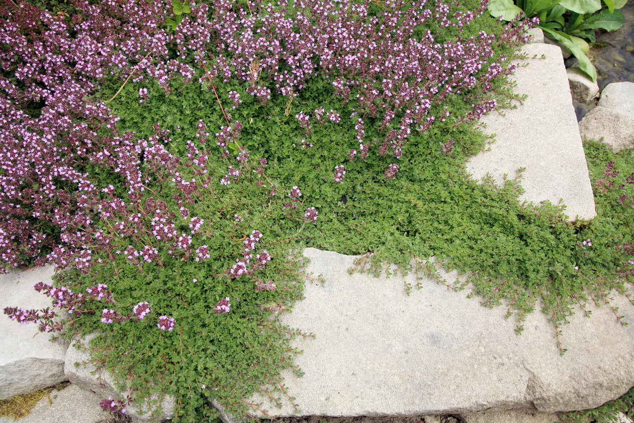 CREEPING THYME / Thymus serpyllum seeds