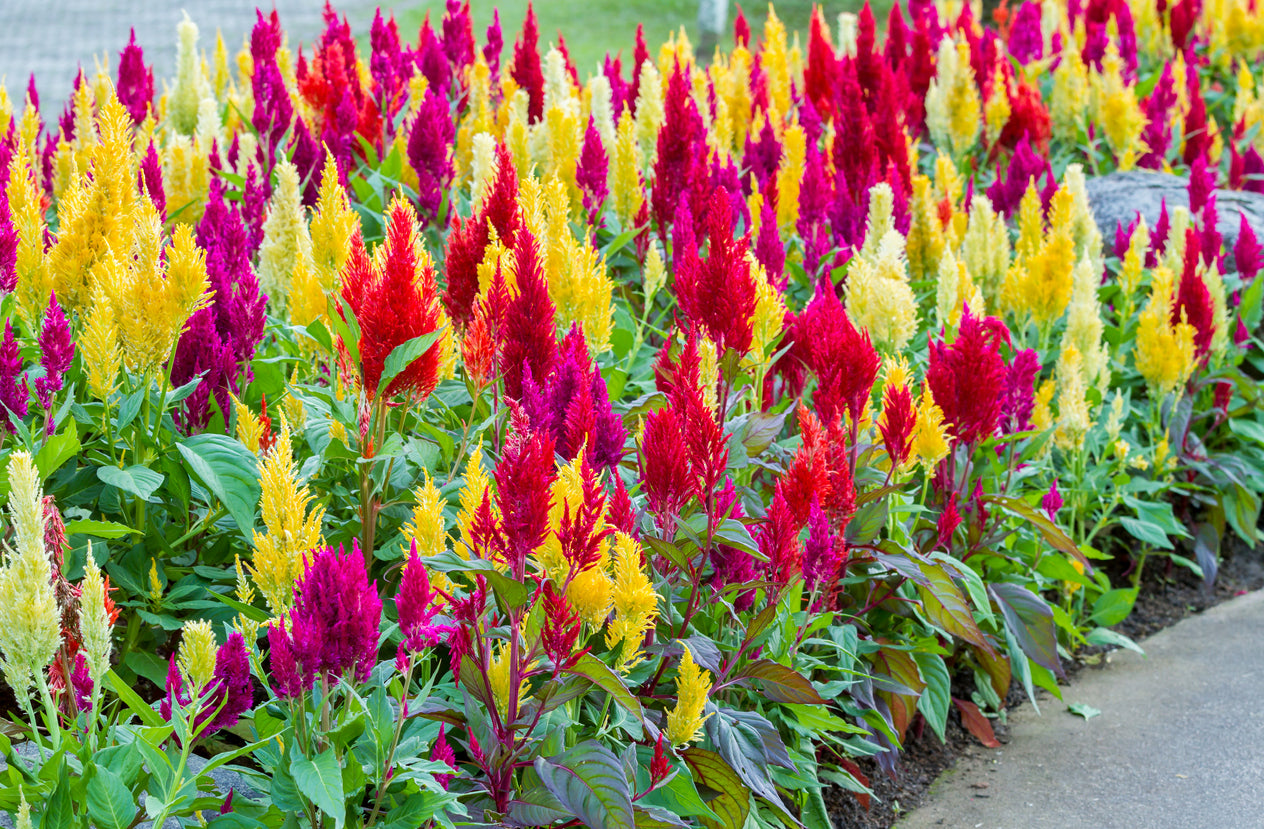 CELOSIA 'Pampas Plumes Mix' / Cockscomb seeds