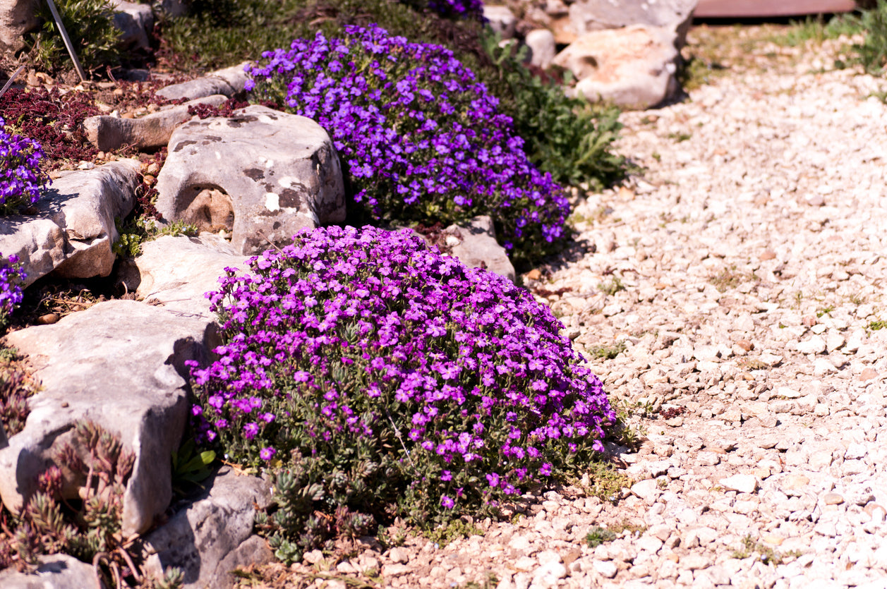 ROCK CRESS 'Mixed' seeds