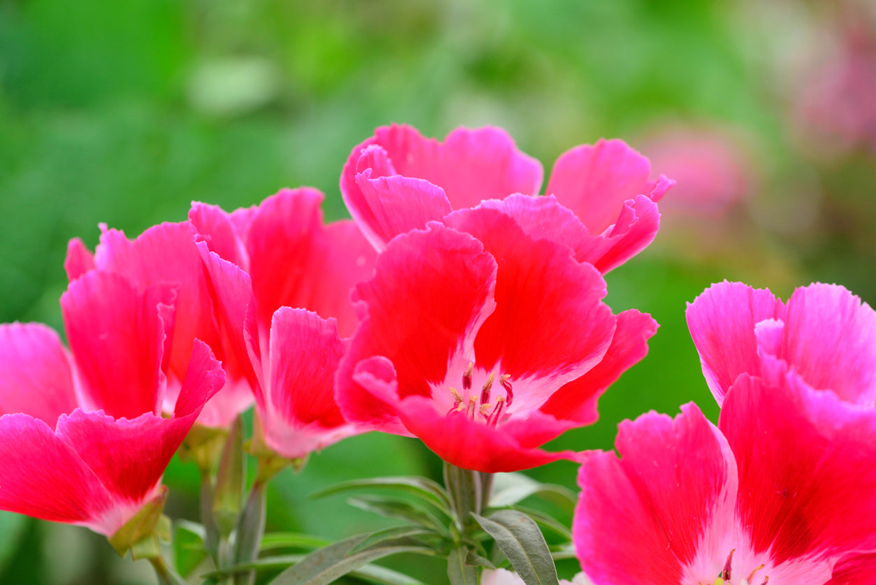 Godetia 'Meteor' / Clarkia amoena / Azaleaflora seeds