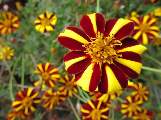 FRENCH MARIGOLD 'Court Jester' seeds *DWARF*