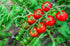 TOMATO CHERRY 'Garden Delight' seeds