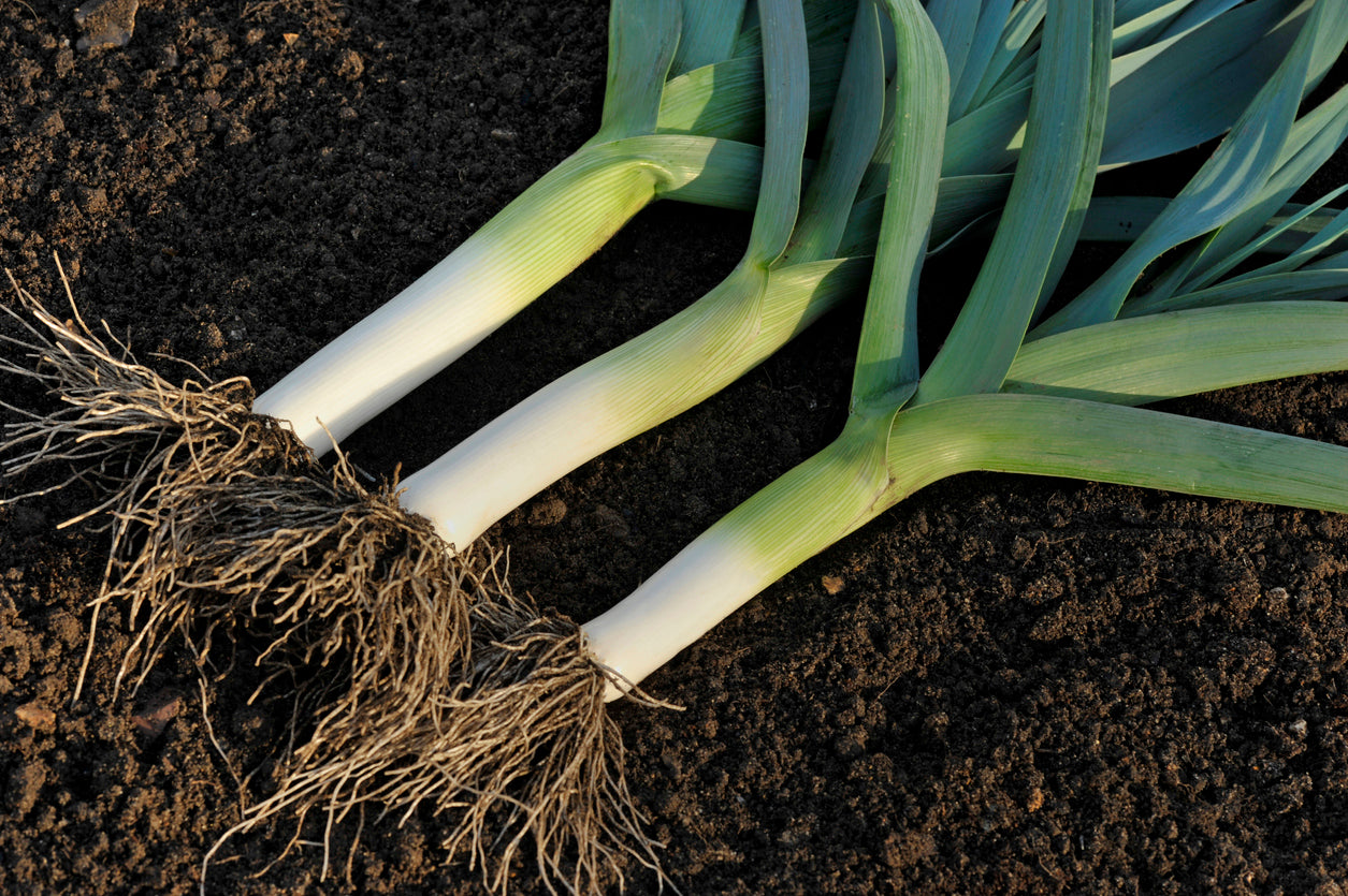 LEEK 'Giant Carentan' seeds *ORGANIC*