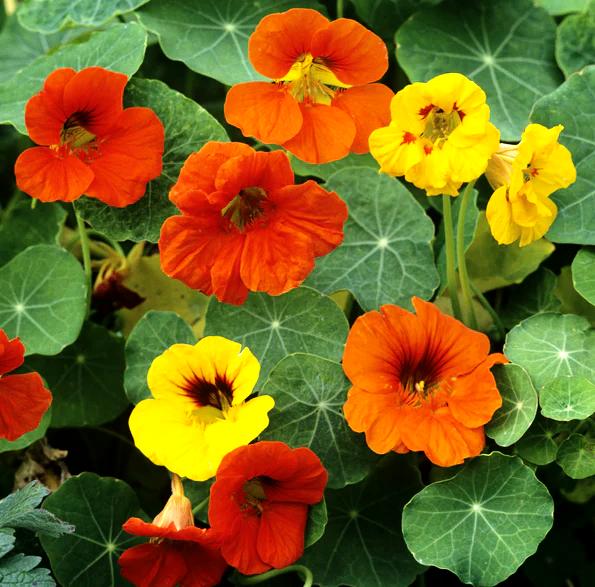 NASTURTIUM 'Double Jewel Mixed' seeds *DWARF*