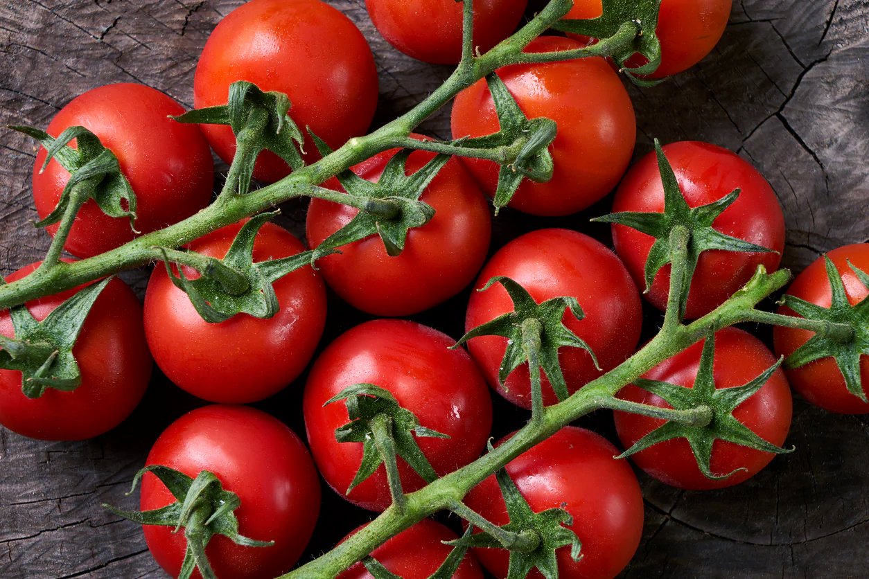 TOMATO Moneymaker seeds