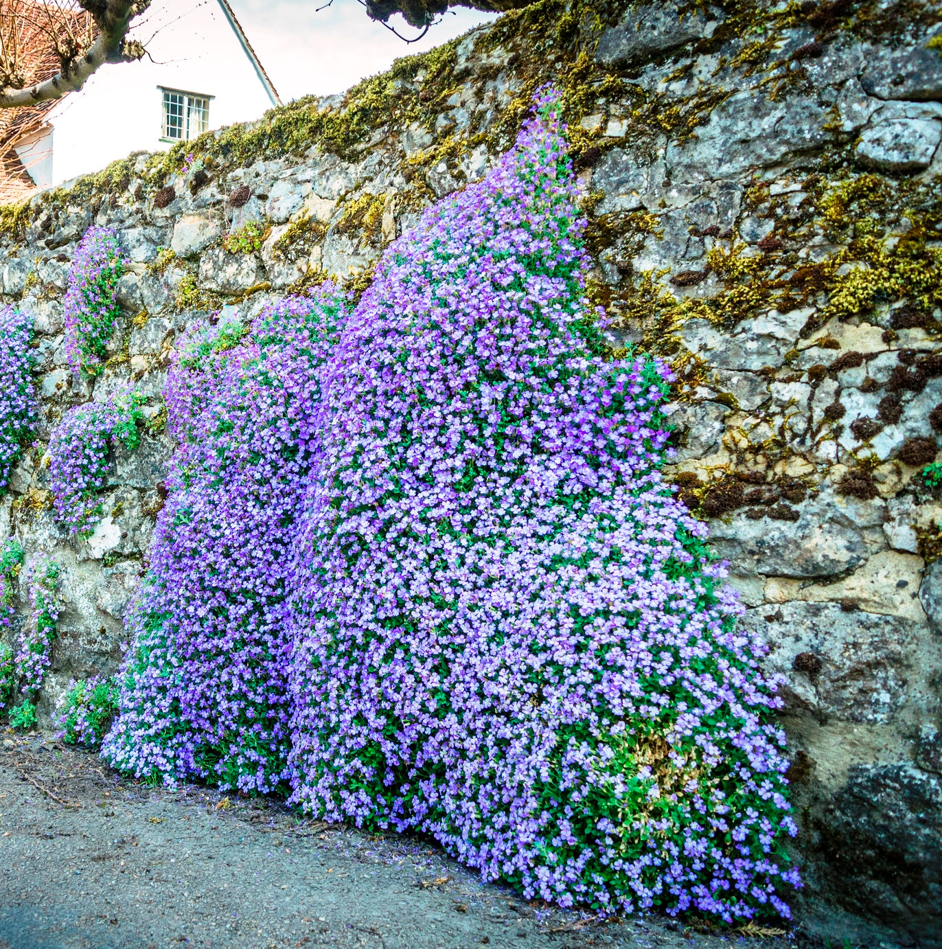 ROCK CRESS 'Mixed' seeds