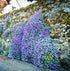 ROCK CRESS / AUBRETIA 'Blue' seeds