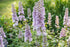 LARKSPUR  'Lilac Spire' seeds