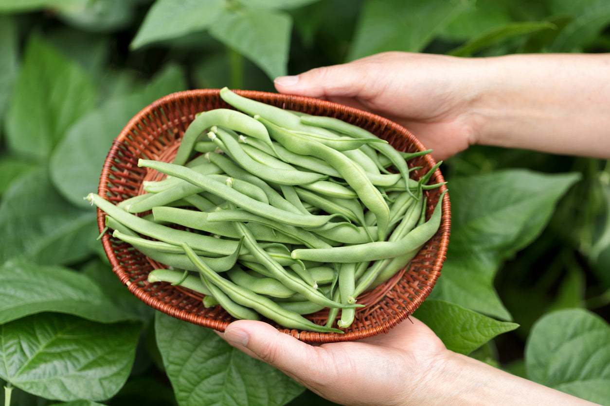 BEAN CLIMBING 'Old Homestead' seeds