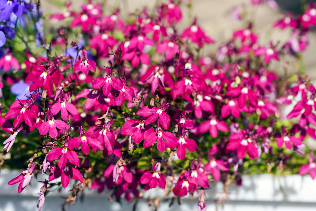 LOBELIA 'Rosamond' seeds