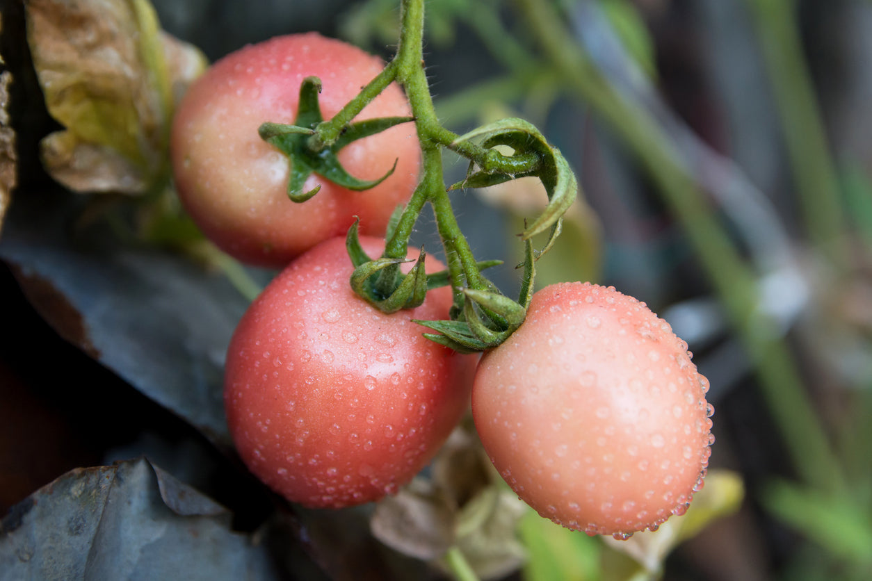 TOMATO 'Thai Pink Egg' seeds