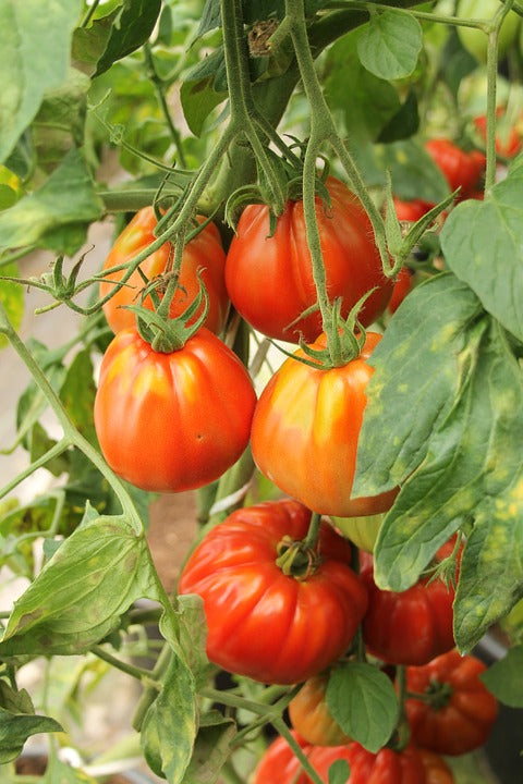 TOMATO 'Big Pear' seeds