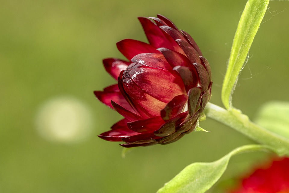 PAPER DAISY 'Purple Red' / STRAWFLOWER / EVERLASTING DAISY seeds