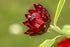 PAPER DAISY 'Purple Red' / STRAWFLOWER / EVERLASTING DAISY seeds