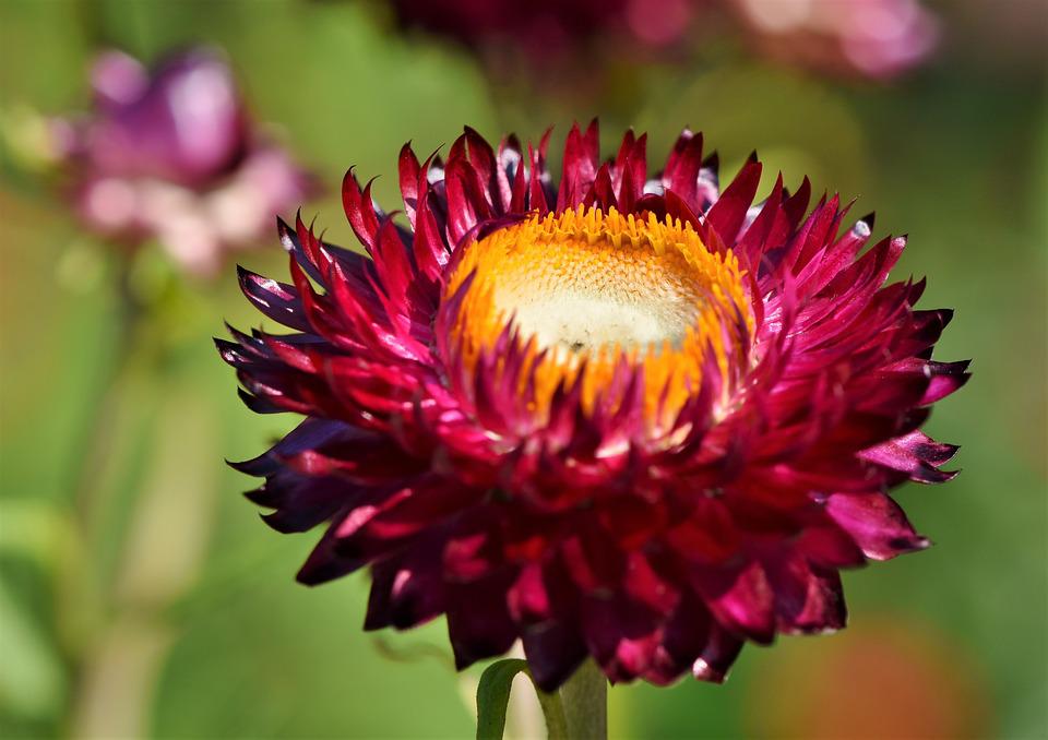 PAPER DAISY 'Purple Red' / STRAWFLOWER / EVERLASTING DAISY seeds