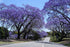 JACARANDA / Jacaranda mimosifolia seeds