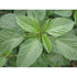 Egyptian Spinach / Jute / Jew's Mallow / Corchorus olitorius - Boondie Seeds