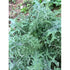 KALE 'Bear Necessities' - Boondie Seeds