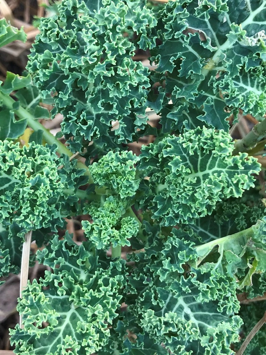 KALE 'Dwarf Blue Curled' seeds