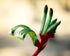 KANGAROO PAW 'Red and Green' / ANIGOZANTHOS MANGLESII seeds *NATIVE*