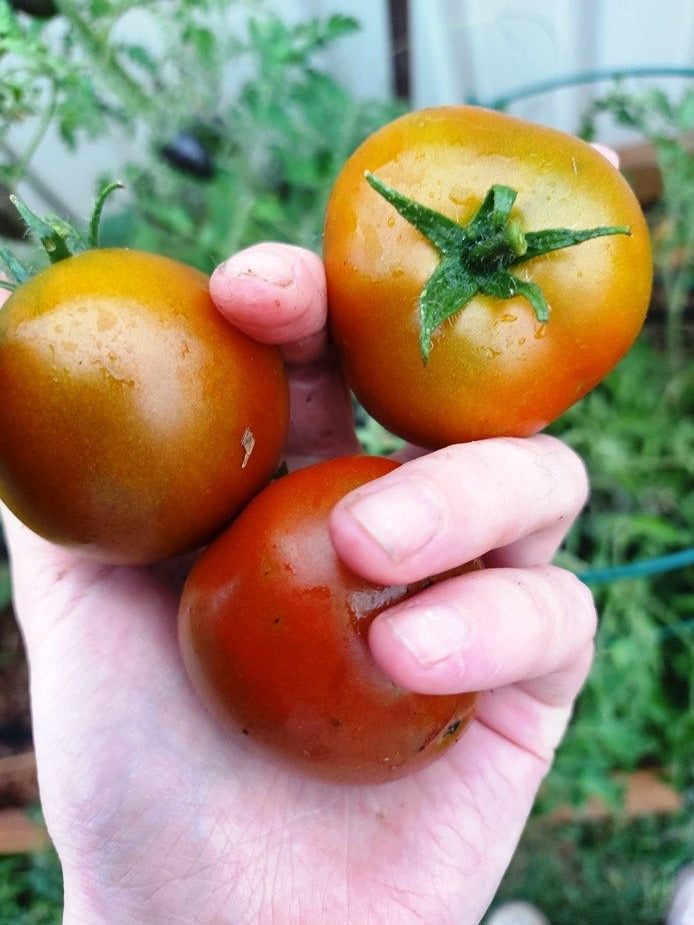 TOMATO DWARF 'Kangaroo Brown' seeds