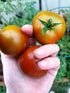 TOMATO DWARF 'Kangaroo Brown' seeds