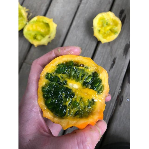 KIWANO 'Rund' *Rare* - Boondie Seeds