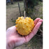 KIWANO 'Rund' *Rare* - Boondie Seeds