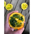 KIWANO 'Rund' *Rare* - Boondie Seeds