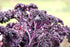 KALE / BORCOLE  'Red' seeds