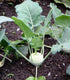 KOHL RABI 'White Vienna' seeds