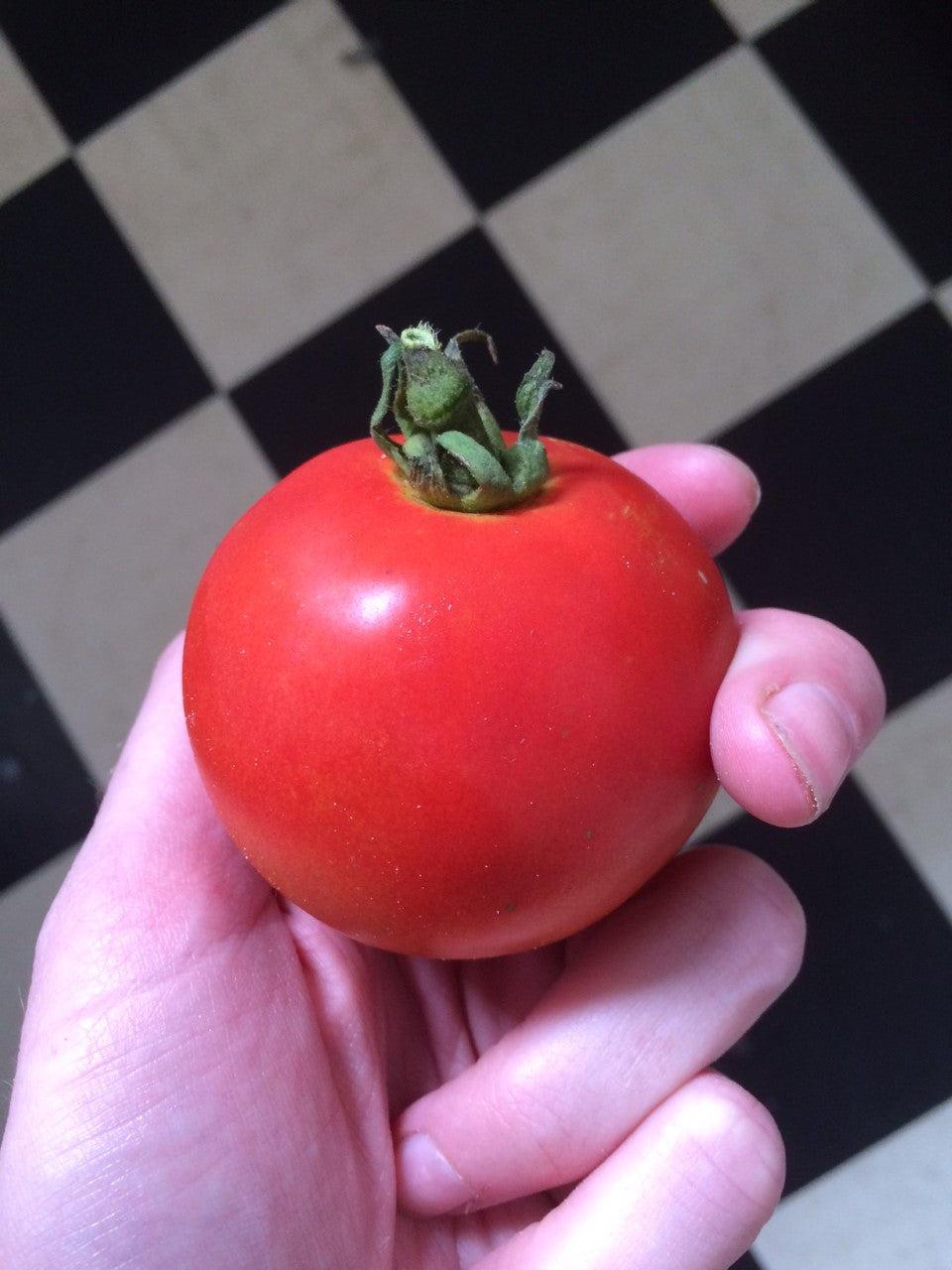 TOMATO 'Indian River' seeds