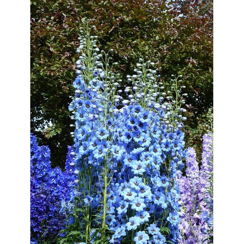 DELPHINIUM 'Pacific Giants Mix' - Boondie Seeds