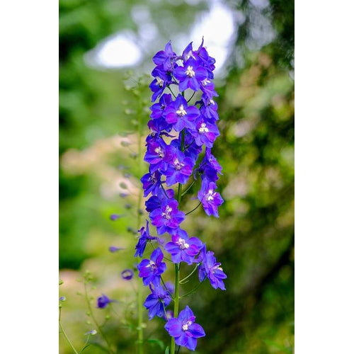 DELPHINIUM 'Pacific Giants Mix' - Boondie Seeds