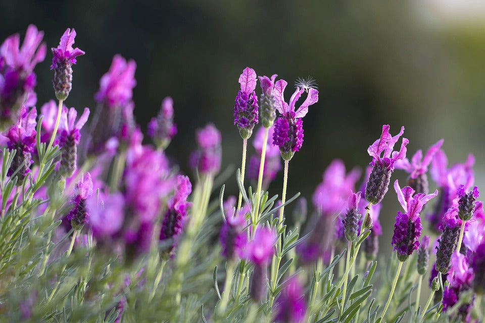 LAVENDER 'French' seeds