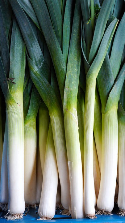 LEEK 'Bulgarian Giant' seeds